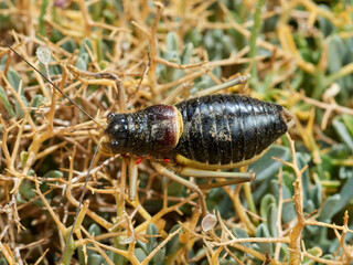 Armoured Ground-Crickets. Baetica ustulata.    