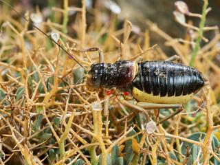 Armoured Ground-Crickets. Baetica ustulata.    