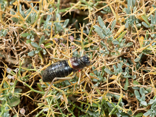 Armoured Ground-Crickets. Baetica ustulata.    