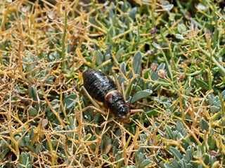 Armoured Ground-Crickets. Baetica ustulata.    