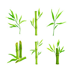 Set of gresh green bamboo sticks with leaves, decoration elements cartoon vector illustration
