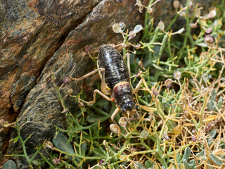 Armoured Ground-Crickets. Baetica ustulata.    