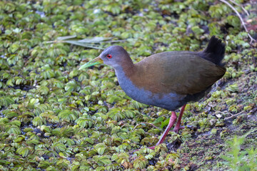 Photograph of a  Grey-cowled wood rail, found in Porto Alegre, Rio Grande do Sul, Brazil.