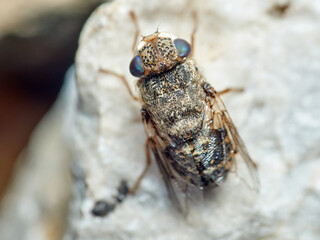 Sheep bot fly. Oestrus ovis  