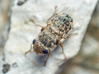 Sheep bot fly. Oestrus ovis  