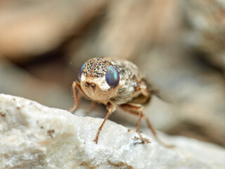 Sheep bot fly. Oestrus ovis  