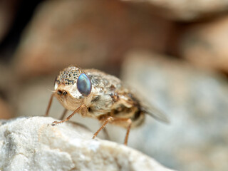 Sheep bot fly. Oestrus ovis  