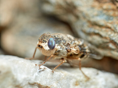 Sheep bot fly. Oestrus ovis  