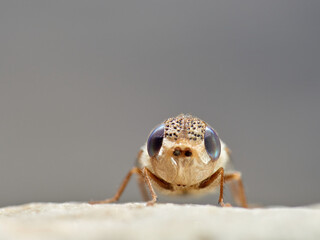 Sheep bot fly. Oestrus ovis  