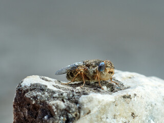 Sheep bot fly. Oestrus ovis  