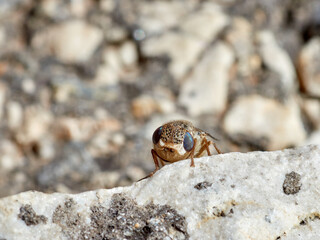 Sheep bot fly. Oestrus ovis  