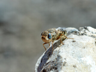 Sheep bot fly. Oestrus ovis  