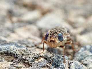 Sheep bot fly. Oestrus ovis  