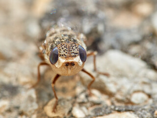 Sheep bot fly. Oestrus ovis  