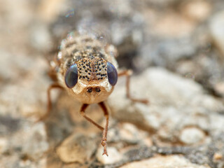 Sheep bot fly. Oestrus ovis  