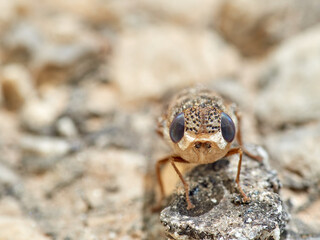 Sheep bot fly. Oestrus ovis  