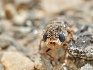 Sheep bot fly. Oestrus ovis  