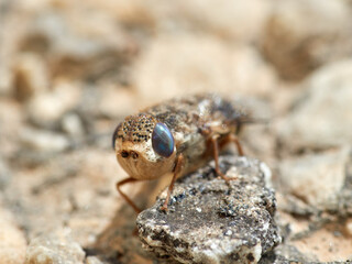 Sheep bot fly. Oestrus ovis  
