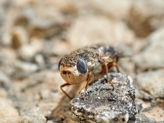 Sheep bot fly. Oestrus ovis  