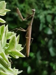 praying mantis on a flower