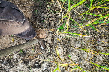 The farmer with a shovel in the garden. Onion harvest collected in the garden. Plantation work. Autumn harvest and healthy organic food concept