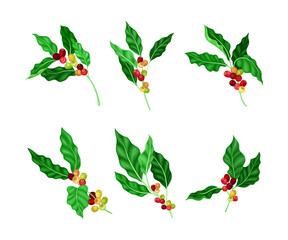 Twigs with leaves and berries set. Coffee tree branches cartoon vector illustration