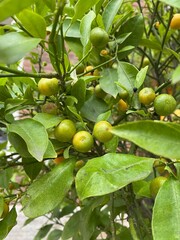 green apples on a tree