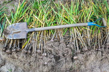 The farmer with a shovel in the garden. Onion harvest collected in the garden. Plantation work. Autumn harvest and healthy organic food concept