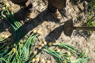 The farmer with a shovel in the garden. Onion harvest collected in the garden. Plantation work. Autumn harvest and healthy organic food concept