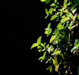 Green small plant leaves on a black isolated background with free space with blurred leaves