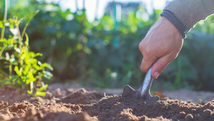 Farmer cultivating land in the garden with hand tools. Soil loosening. Gardening concept. Agricultural work on the plantation