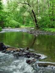 Naklejka na ściany i meble une rivière dans la forêt en été
