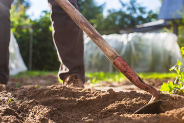 Weeding beds with agricultura plants growing in the garden. Weed control in the garden. Cultivated land close-up. Agricultural work on the plantation