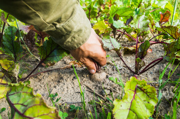 Obraz premium Farmer's hands harvest crop of beet in the garden. Plantation work. Autumn harvest and healthy organic food concept close up with selective focus