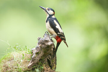 pajaro carpintero