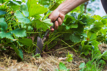 Naklejka na ściany i meble Human hands plant an agricultural seedling in the garden. Cultivated land close up. Gardening concept. Agriculture plants growing in bed row