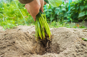 Human hands plant an agricultural seedling in the garden. Cultivated land close up. Gardening concept. Agriculture plants growing in bed row