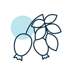 Rose hip berries and leaves vector icon