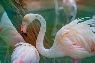 pink flamingo in the zoo