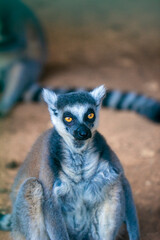 ring tailed lemur © halilakayy