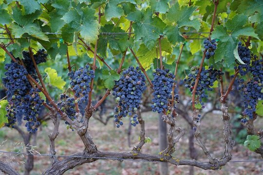 Repd grapes in vineyard