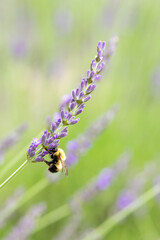 Bumblebee on lavender