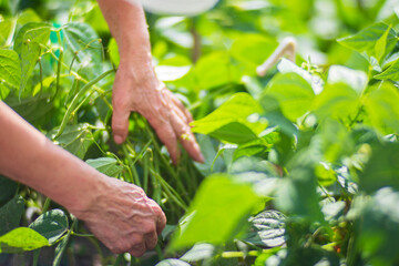 Fototapeta na wymiar Farmer's hands harvest crop of beans in the garden. Plantation work. Autumn harvest and healthy organic food concept close up with selective focus