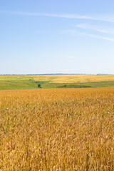 Ripe ears of rye field harvest season, bountiful harvest of rye