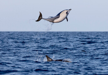 dolphin jumping in the water