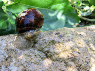   snail crawling on the stone            