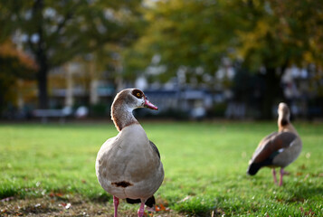 goose on the grass