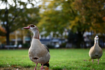 geese in the park