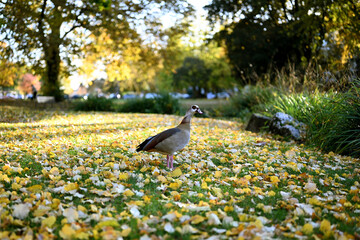 egyptian goose in the park
