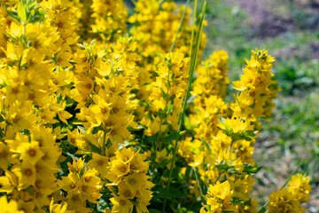 Fototapeta premium Lysimachia vulgaris blossom in the meadow, sunny natural background
